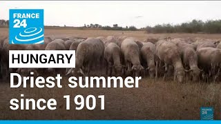 Europe heatwave: Hungary reports its driest summer since 1901 • FRANCE 24 English