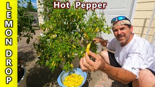 Lemon Drop Hot Pepper TASTE TEST How hot is it?