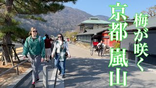 2024年2月14日 梅が咲く京都嵐山を歩く Walking in Arashiyama, Kyoto 【4K】