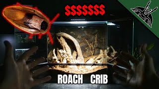 Most LUXURIOUS HOUSE for Roaches?!