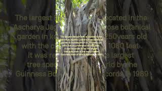 The Vad,Bargad, Banyan Tree.           #trees #sacredtraditions #banyantree #nationaltreeofindia