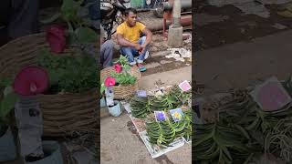 Plants from galiff street plant market Kolkata...