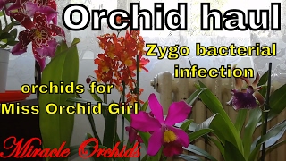 Orchid haul - zygopetalum problems \u0026 orchids for Miss Orchid Girl