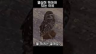 열심히 뛰어야 되는 이유 #pet #유머 #동물