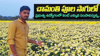 Chrysanthemum Cultivation|Chamanthi Flowers Cultivation|Flowers Cultivation|Chamanthi Pula సాగు.