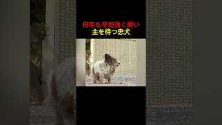 何年も辛抱強く飼い主を待つ忠犬