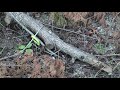 cable choker for logs brush by timber tuff