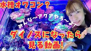 【恐怖】海水水槽にダイノス発生！最初にやった処置とは…？