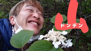 💡【溢れでる知識❗】ドンデン山を植物マニア🌿とトレッキングしたらアホでも賢くなりました🤤【春の佐渡の山登りwith山岳ガイド🧔】