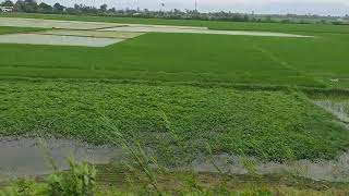 view from Lalkua to Kashipur by train 🚆🚆🚆🚆🚆🚆