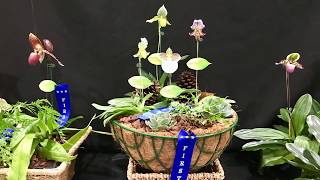 【19084】八月悉尼兰展 Paphiopedilum Show 2019 //静姐说花93