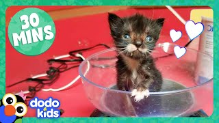 30 Minutes Of Teeny, Adorable Fuzzballs | Dodo Kids | Animal Videos For Kids