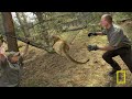 cougars from the mountains to hollywood nat geo live