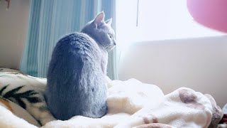 【猫動画】あまりに寒かった朝のロシアンブルー【russianbule】Russian blue in a cold morning