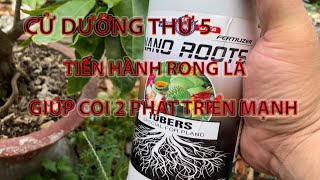 Cử dưỡng thứ năm thời điểm đi thêm phân giúp cây phát triển tốt #maivang