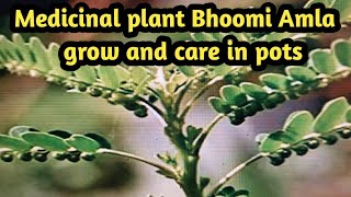 Medicinal Plant Bhoomi Amla Grow \u0026 Care in pots | अद्भुत जड़ी-बूटी, अनगिनत बीमारियों के लिए एक औषधि