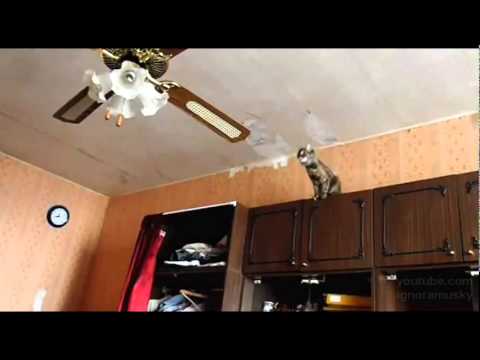 Cat Vs Ceiling Fan