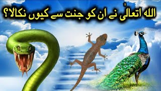 Why did Allah remove the peacock and the snake from Paradise |Why has Prophet ordered to kill lizard