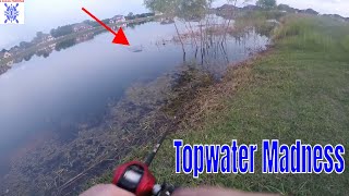 Topwater MADNESS | Topwater Bass Fishing