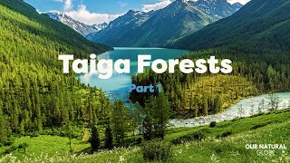 A short intro to the Taiga Forests - Pt 1