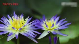 Dual-colored water lilies bloom exquisitely at the Xuanwu Lake