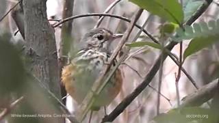 White-browed Antpitta Call