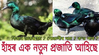 Cayuga Duck (ক'লা হাঁহ)/ৰ বিষয়ে কিছু কথা/কিমান ডাঙৰ হব/কণী পৰা ক্ষমতা/All about Cayuga duck in Assam