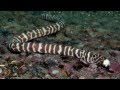 Reefs to Rainforests: The Great Expedition | California Academy of Sciences