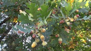 Grow oak trees and chestnut trees yourself #1