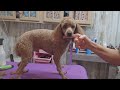 Grooming a Toy Poodle, haircut & flea bath.