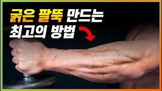 해부학적으로 팔뚝 굵기와 선명도를 폭발적으로 늘리는 방법 (전완 두꺼워지는 운동)