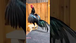 Beautiful cock breeds A:814