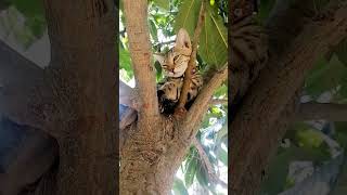 Adorable Stray Cat's Heartwarming Zen Blink!