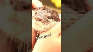 カワウソのママはマッサージが気持ちいいPlease massage me!【baby otter】