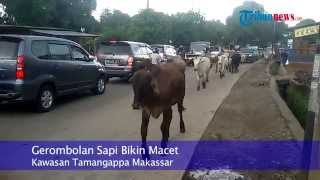 Inilah Gerombolan Sapi yang Bikin Macet Jalan Tamangappa Raya