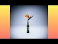 Kelvin Momo - Amalobolo (feat. Stixx & Nia Pearl) Slowed Perfectly for Sunday Chill