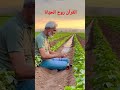 اسعى واتعب يأتيك الارزاق. بدر المشاري#shorts