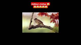 Adbhut chidiya 😱😱😱😱😱😱 #adbhut #anokha #pakshi #shortsvideo #shortvideo #shortsfeed #shorts