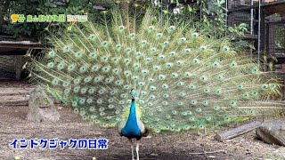 【東山動植物園公式】インドクジャクの日常〜繁殖期（鳴き声入り）〜　《 インドクジャク　クジャク 》