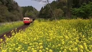 小湊鐵道　月崎～上総大久保間　菜の花畑