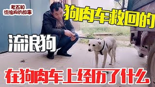 3月12号从狗肉车上面救回来的流浪狗一个月了还是害怕，让人心酸【老五和流浪狗的故事】