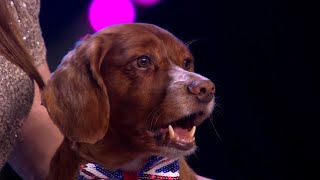 Britain's Got Talent 2023 Michelle & Mouse the Singing Dog Audition Full Show w/Comments Season 16 E