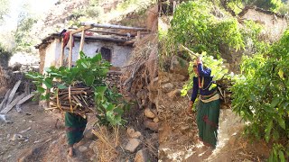 dharme's wife collecting firewood and grass || Rural Nepal || @ruralnepall