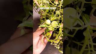 Grow Tomato Fast at Roof top #viral #youtubeshorts #trending #shorts