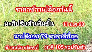 ราคาข้าวมะลิยังปรับตัวเพิ่มสูงขึ้น!!นาปรังข้าวเบลอคงที่บางพื้นที่ลดลง กข 79ยังดีที่สุดข้าวเหนียวนิ่ง