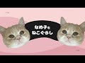 【引っ越し初日】新居に初解放された猫の反応【エキゾチックショートヘア】