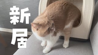 【引っ越し初日】新居に初解放された猫の反応【エキゾチックショートヘア】