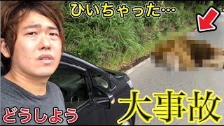 【衝撃映像】運転してたら巨大な動物がぶつかってきて大事故しました…その生き物がまさかの…