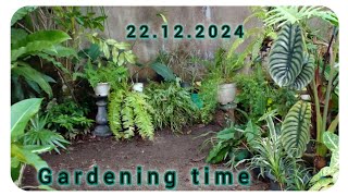 Gardening time🌿ගෙවත්ත ලස්සන කරමු🤗මගේ ලස්සන ferns පැල එක්ක🌿💚#plants#tips#hobby#