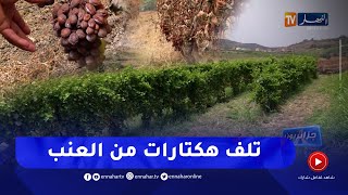 جزائريون: الحرارة.. لهيب الحرائق ونقص المياه.. خسائر بالجملة لمنتجي العنب ببومرداس